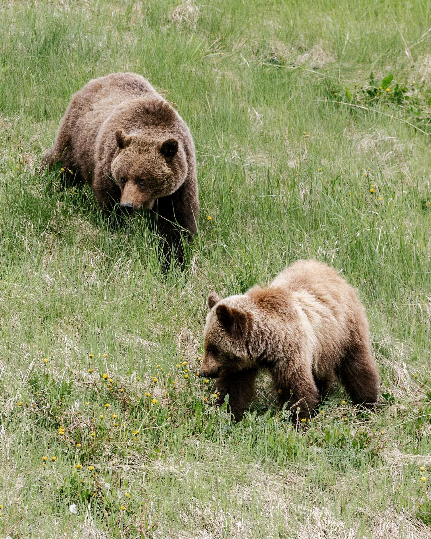 Up close and personal with some bears (we were actually far away with a zoom lens!)